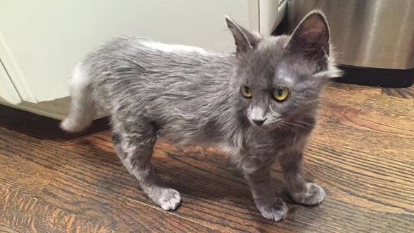 Nine Lives Foundation