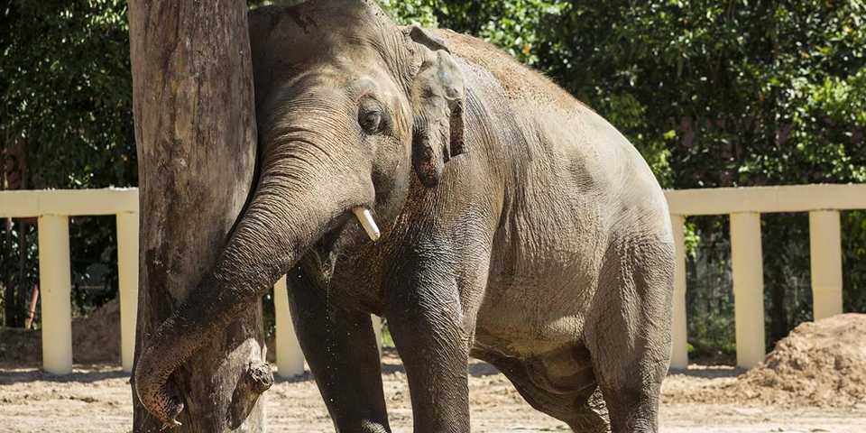 Elefant Kavaan in seiner neuen Heimat Kambodscha