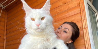 Kefir ist die gr&ouml;&szlig;te Hauskatze der Welt