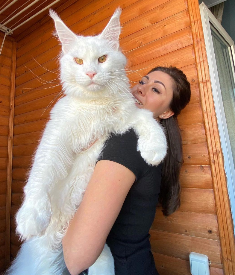 Kefir ist die größte Hauskatze der Welt