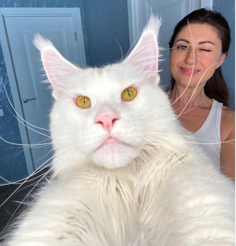 Kefir ist die größte Hauskatze der Welt