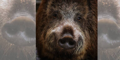 Wilderer-Alarm im Burgenland