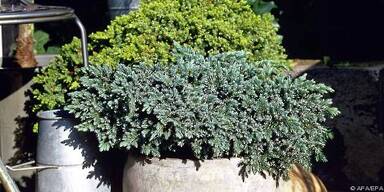 Keim Problem mit Minusgraden