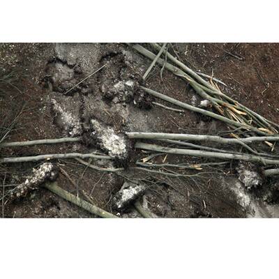 Die Sturmschäden in Österreich