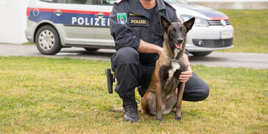 Polizeihündin "Kiara" fasste Einbrecher