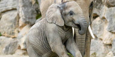 Todesdrama in Sch&ouml;nbrunn: Elefanten-M&auml;dchen 'Kibali' gestorben