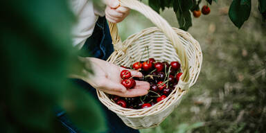 Kirschenpfl&uuml;cken