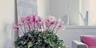 Klassiker im Blumentopf: Alpenveilchen