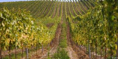 Kleine Beeren durch schlechtes Wetter