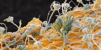 Klimawandel f&ouml;rdert Schimmelpilzgifte