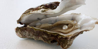 Titel Oyster