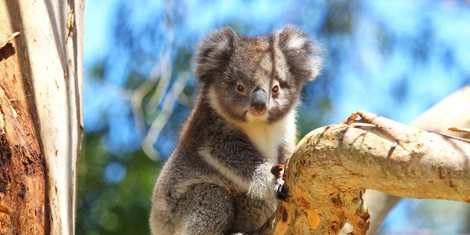 Koala