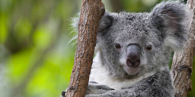 Mysteri&ouml;ser Tod von 16 Koalas auf  Plantage