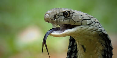 Pilot findet Kobra im Flieger - Notlandung