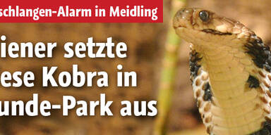 Giftige Kobra in Wiener Hundepark gefunden