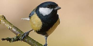 Neuer Teilnehmer-Rekord bei Winterv&ouml;gel-Z&auml;hlung