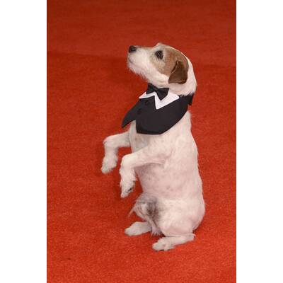 Hollywood-Stars im Weißen Haus