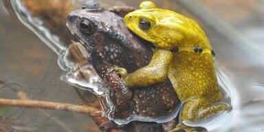 Aus diesem Grund verfärben sich Schönbrunn-Kröten
