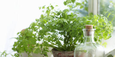 Kraeuter selbst-ziehen