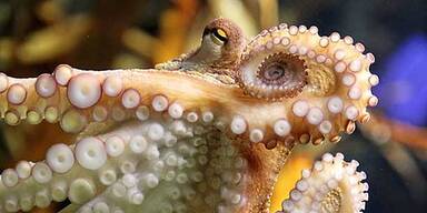 Freundin mit lebender Krake erstickt