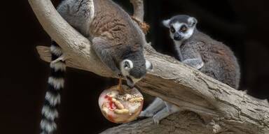 Kattas in Krenglbach