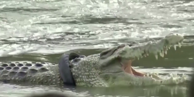 Krokodil Reifen (1).png