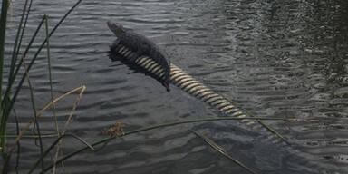 Wiesberger golft mit Alligatoren