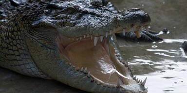 Krokodil