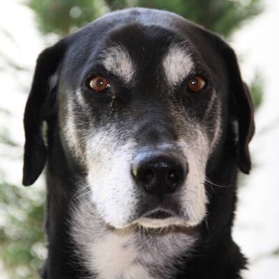 Hundewahl - Lennox, 14 Moante