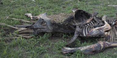 Kuh-Kadaver verrotten wegen Streiks