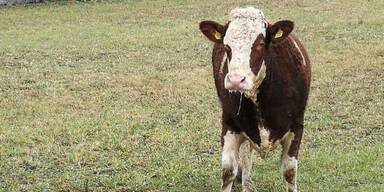 Happy End f&uuml;r "Lieni": Kuh fl&uuml;chtete vor Schlachter und erhielt nun Asyl