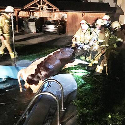 Kühe im Swimmingpool