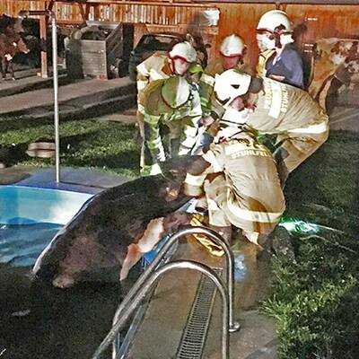 Kühe im Swimmingpool