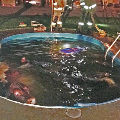 Kühe im Swimmingpool