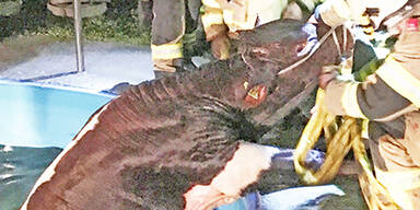 K&uuml;he im Swimmingpool