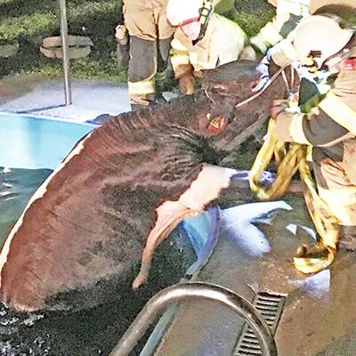 Kühe im Swimmingpool