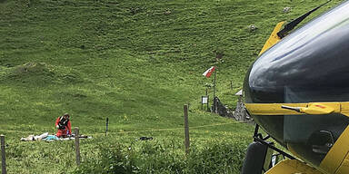 T&ouml;dliche Kuh-Attacke: Pfotenhilfe gibt Verhaltenstipps