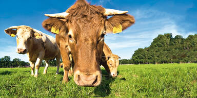 Stier- Amok:  Bauer erdrückt