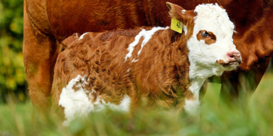 Kuh-Kalb - Unsere Tiere - Sendung 31052020