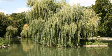 77-J&auml;hrige verirrte sich mit Auto im Kurpark Baden