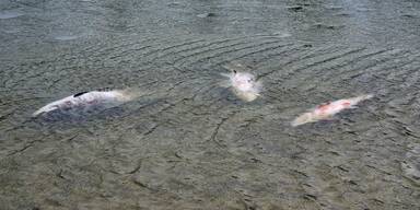 Gutachten legt Gr&uuml;nde f&uuml;r Fischsterben in der Lobau offen
