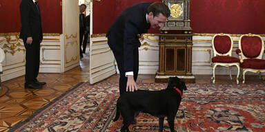 Kurz Van der Bellen Hund