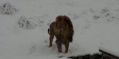 L&ouml;we Schnee.PNG
