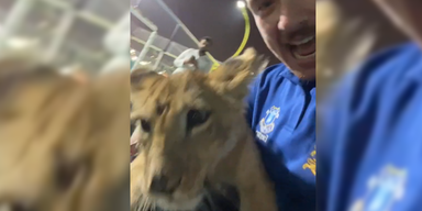 L&ouml;we gefunden.png