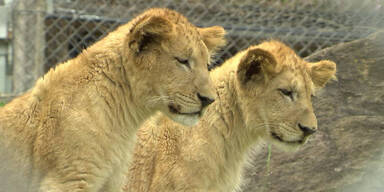 L&ouml;wen Herberstein