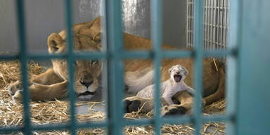 L&ouml;win Syrien Baby