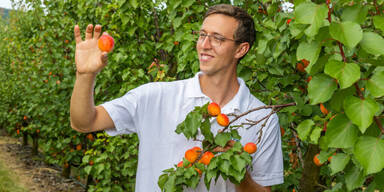Marillengl&uuml;ck im Weinviertel nach frostreichen Jahren