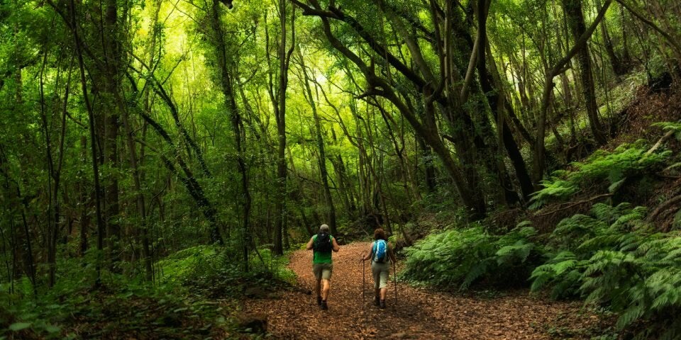 La Palma_Lorbeerwald