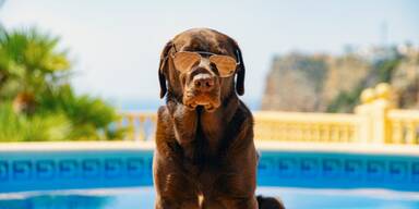 Hund gibt alles, um in Pool zu klettern