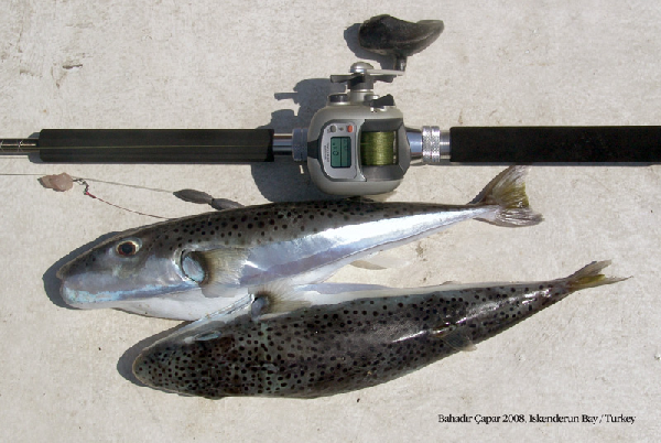 Giftigster Fisch der Welt in der Adria: Lebensgefahr für Urlauber?